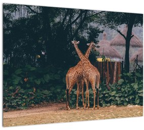 Obraz dvoch žiráf (70x50 cm)