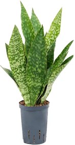 Sansevieria masoniana Dragon 15/19 v.50 cm