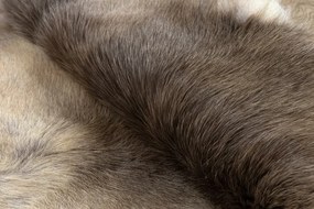 Koberec RENIFER POK012 sivý / béžový