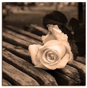 Obraz na plátne - Biela ruža na lavici - štvorec 3224FA (50x50 cm)