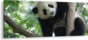 Obraz - Panda na strome (120x50 cm)