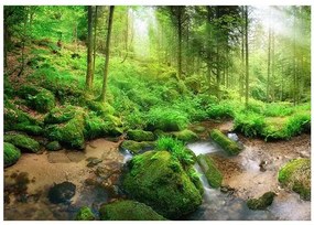 Fototapeta - Humid Forest Veľkosť: 450x315, Verzia: Premium