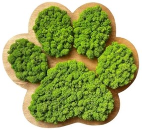 Machový obraz Labka 50x43 cm