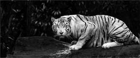 Obraz - Tiger albín, čiernobiely (120x50 cm)