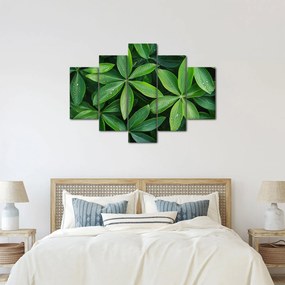 Obraz - Listy s kvapkami rosy (150x105 cm)