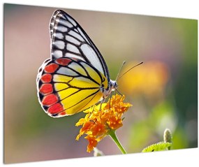 Obraz motýľa na kvete (90x60 cm)