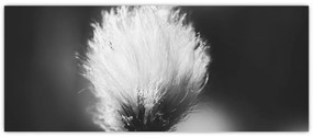 Obraz - Čiernobiely cottongrass (120x50 cm)
