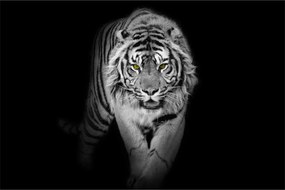 Obraz - Tiger so žltými očami (90x60 cm)