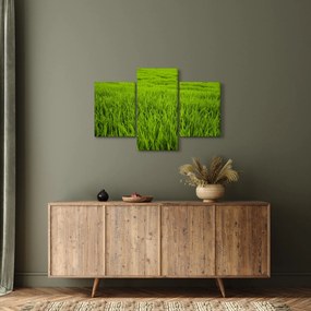 Obraz trávy (90x60 cm)