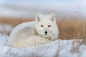 Umelecká fotografie Wild arctic fox  in tundra, Alexey_Seafarer, (40 x 26.7 cm)