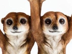 Animal sestry surikaty príručný stolík Ø33 cm