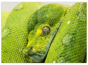 Sklenený obraz hada (70x50 cm)
