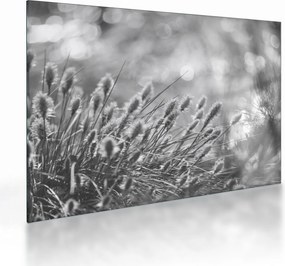 Sklenený obraz - Béžová soft grass N⁰1 (70x50 cm)