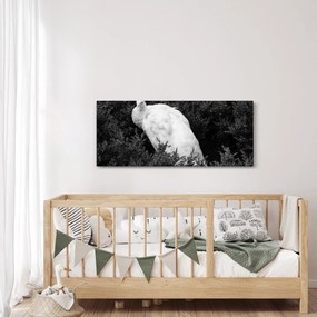 Obraz - Páv, čiernobiela (120x50 cm)