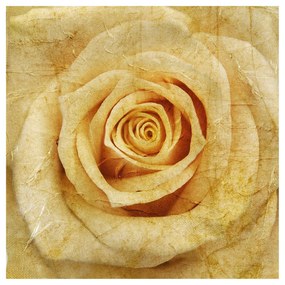 Fototapeta Baroková ruža