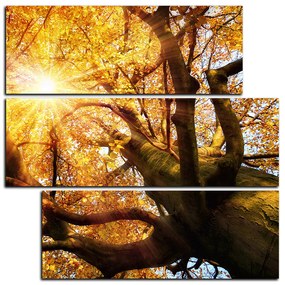 Obraz na plátne - Slnko cez vetvi stromu - štvorec 3240D (105x105 cm)