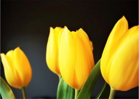 Sklenený obraz tulipánov (70x50 cm)