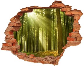 Fototapeta diera na stenu Borovica lesná nd-c-10017097