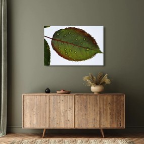 Obraz - List ruže (90x60 cm)