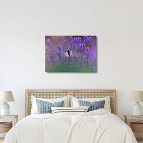Obraz - Motýľ v levanduli (70x50 cm)