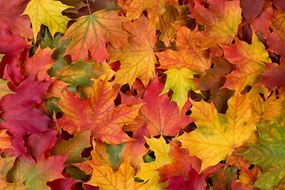 Zaujímavá fototapeta jesenné listy