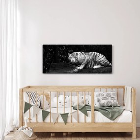 Obraz - Tiger albín, čiernobiely (120x50 cm)