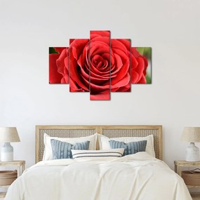 Obraz kvetu ruže (150x105 cm)