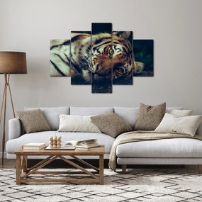 Obraz - Tiger Sibírsky (150x105 cm)