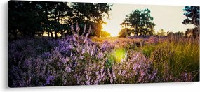 Obraz poľa levanduľou (120x50 cm)