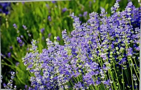 Rohožka, Koberček E 40x60 cm