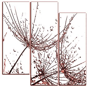 Obraz na plátne - Pampeliškové semienka s kvapkami vody - štvorec 3202KC (105x105 cm)