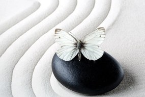 Obraz biely motýľ na čiernom kameni - 120x80
