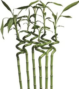 2G Lipov Vankúš Bamboo - 50x70 cm