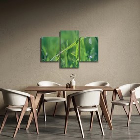 Obraz kvapiek rosy (90x60 cm)