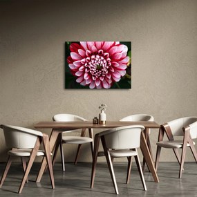 Obraz ružovej Dahlie (70x50 cm)