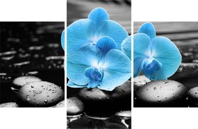 Obraz - Modrá orchidea (90x60 cm)