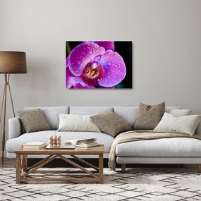 Detailný sklenený obraz kvetu orchidey (70x50 cm)