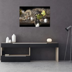 Obraz - Ležiaca mačka (90x60 cm)