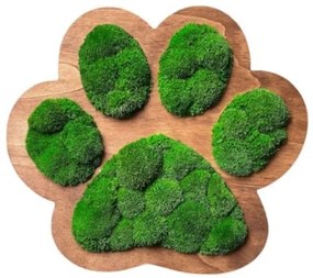 Obraz labka z machu 50x43 cm