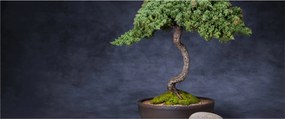 Obraz - Bonsai (120x50 cm)