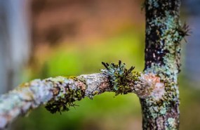 Umelecká fotografie Close up of tree branch, Hugo Araya, (40 x 26.7 cm)