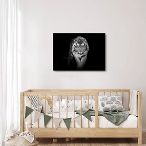 Sklenený obraz - Tiger s modrými očami (70x50 cm)