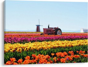 Obraz tulipánové farmy (70x50 cm)