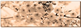 Obraz na plátne - Čerešňový kvet - panoráma 5279FA (120x45 cm)
