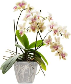 BAMA Obal na květináč PAGLIA 14 cm, transparentný Množstvo: 2 ks