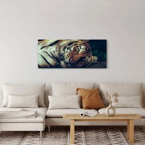 Obraz - Tiger Sibírsky (120x50 cm)