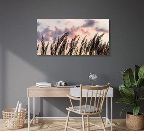 Obraz tráva pri zapadajúcom slnku Varianta: 100x50