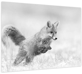 Obraz - Skákajúca líška, čiernobiela (70x50 cm)