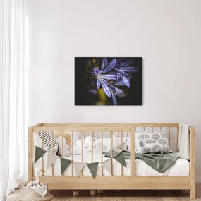 Obraz - Lila (70x50 cm)