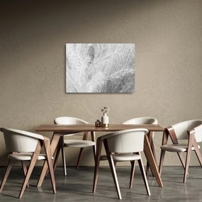 Sklenený obraz - Pampas grass N⁰1 (70x50 cm)